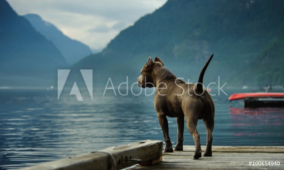 Picture of American Pit Bull Terrier standing on the dock and looking out at the mountains and lake